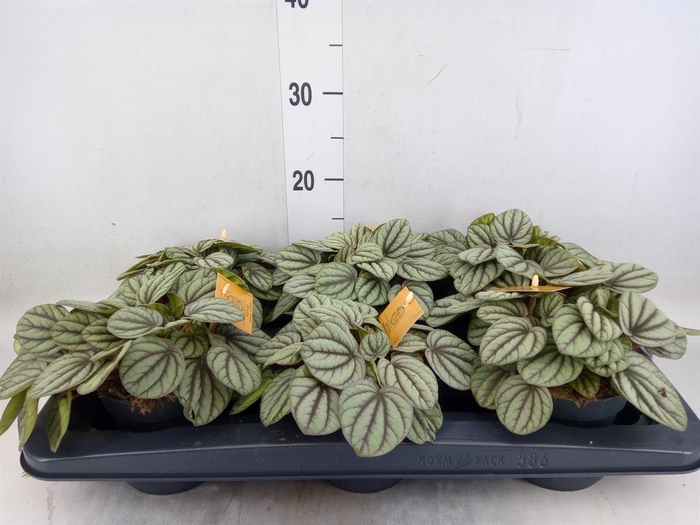 <h4>Peperomia</h4>