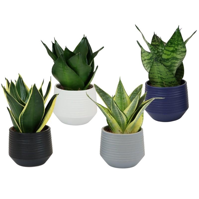 <h4>SANSEVIERIA TRIFASCIATA</h4>