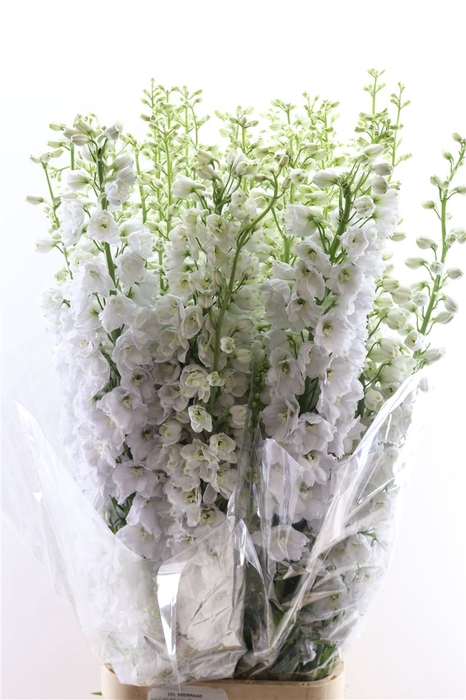 <h4>Delph Candle White Shades</h4>