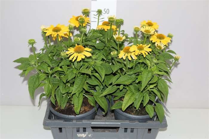 <h4>Echinacea Mooodz Shiny Yellow</h4>