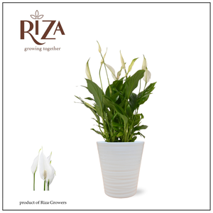 Spathiphyllum Bellini - 13 cm in Wave keramiek - Basic