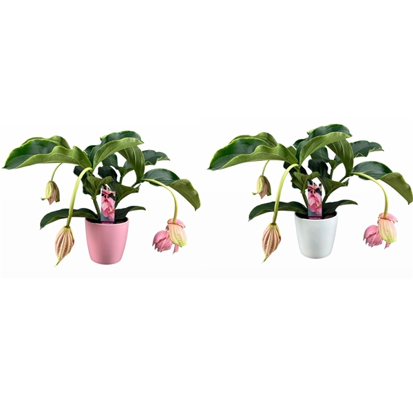 <h4>Medinilla Magnifica 2 etage 3/4 knop in mix keramiek</h4>