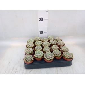 Echeveria   ...
