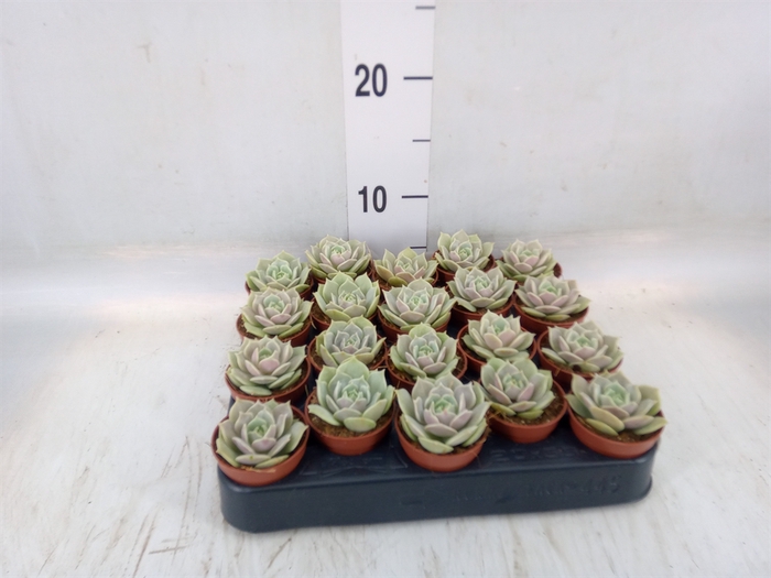 <h4>Echeveria   ...</h4>