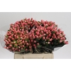 Hypericum Sweet Romance
