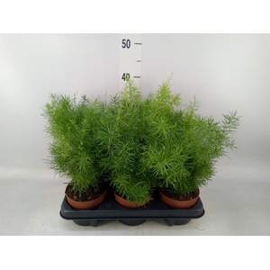 Asparagus dens. 'Sprengeri'