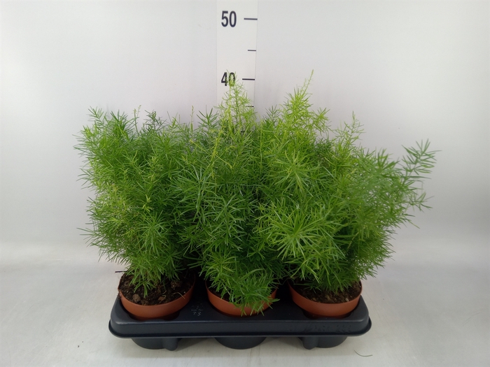 <h4>Asparagus dens. 'Sprengeri'</h4>