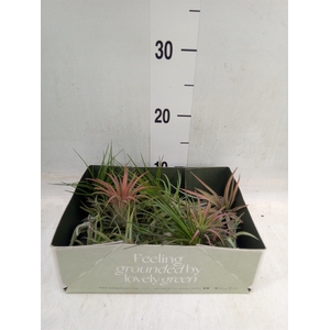 Tillandsia