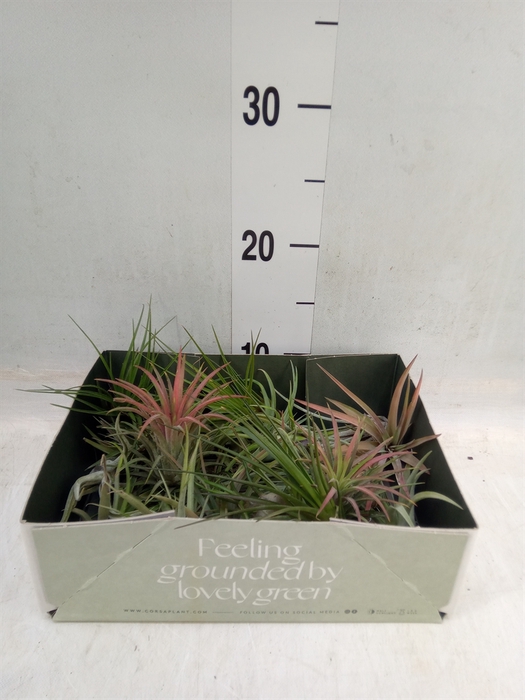 <h4>Tillandsia</h4>