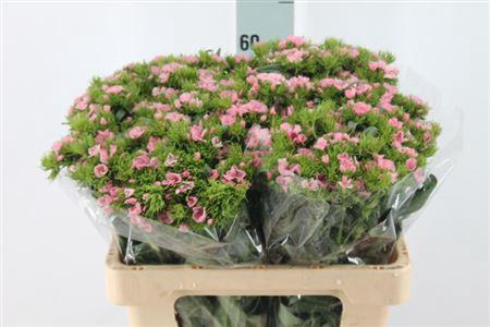 <h4>Di Barb It. Light Pink</h4>