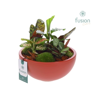 Schaal keramiek Moon Large marsala rood met groene planten