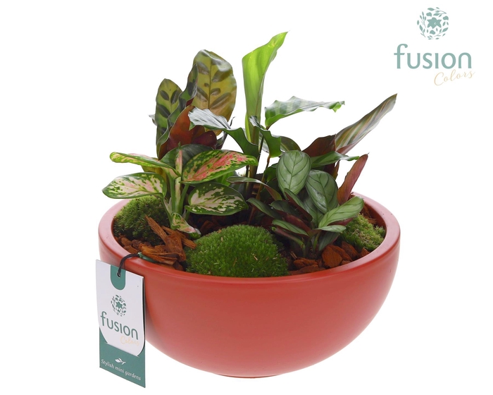 <h4>Schaal keramiek Moon Large marsala rood met groene planten</h4>