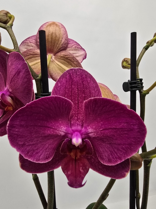 <h4>Limited 12 week 17</h4>