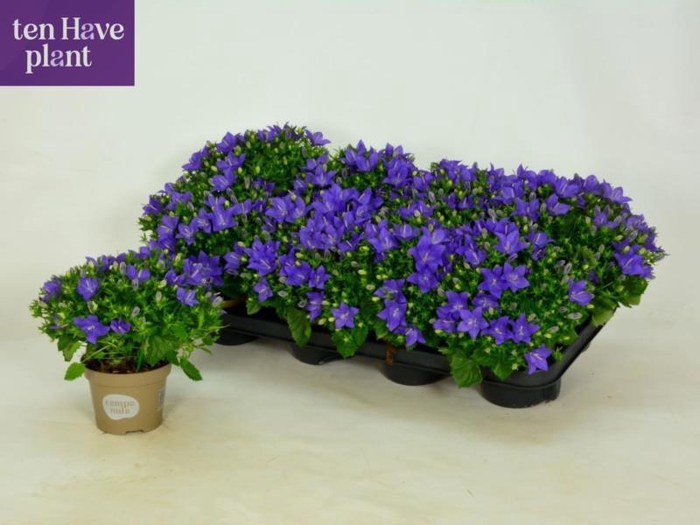 <h4>CAMP IS NAPOLI</h4>