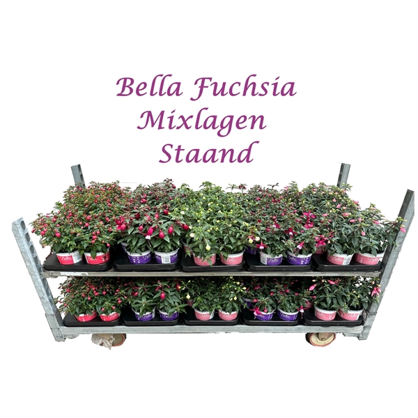 <h4>Fuchsia Bella Fuchsia mixkar</h4>