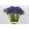 Agapanthus Suzan
