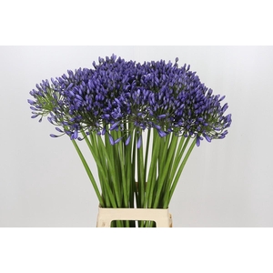 Agapanthus Suzan