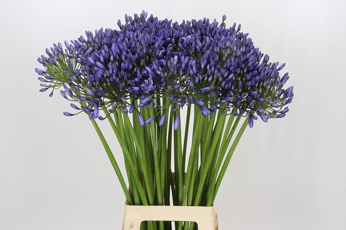 <h4>Agapanthus Suzan</h4>