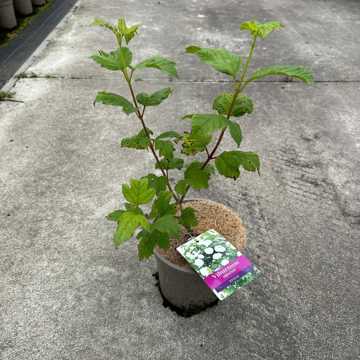 <h4>Viburnum opulus Roseum</h4>