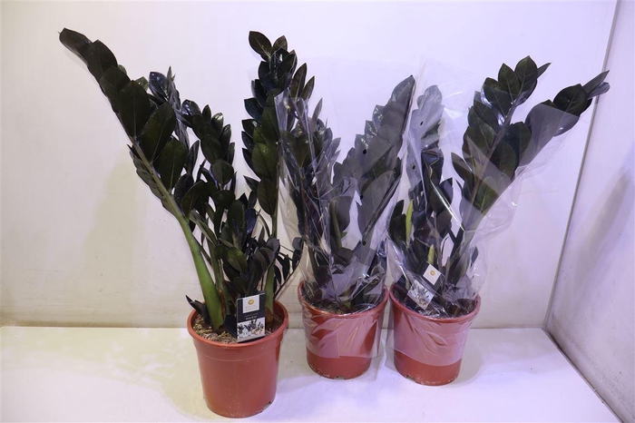 <h4>arr8 Zamio Raven</h4>