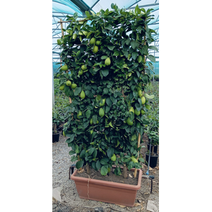 Citrus hystrix