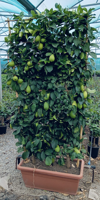 <h4>Citrus hystrix</h4>