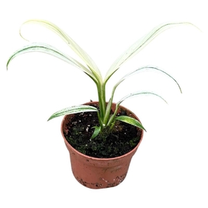 Overig planten Amplissimum White Variegata