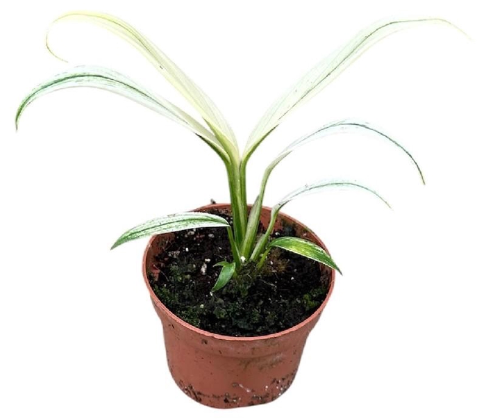 <h4>Overig planten Amplissimum White Variegata</h4>