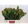 Leucadendron Laurel Yellow