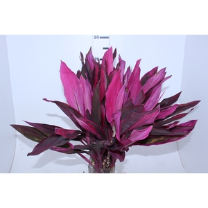 FOLHAGEM DRACENA BABY PINK