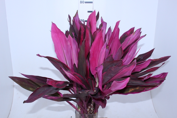 FOLHAGEM DRACENA BABY PINK