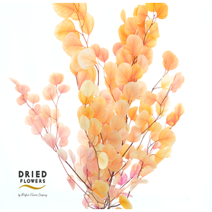 Dried Bleached Eucalyptus Populus Cherry Blossming