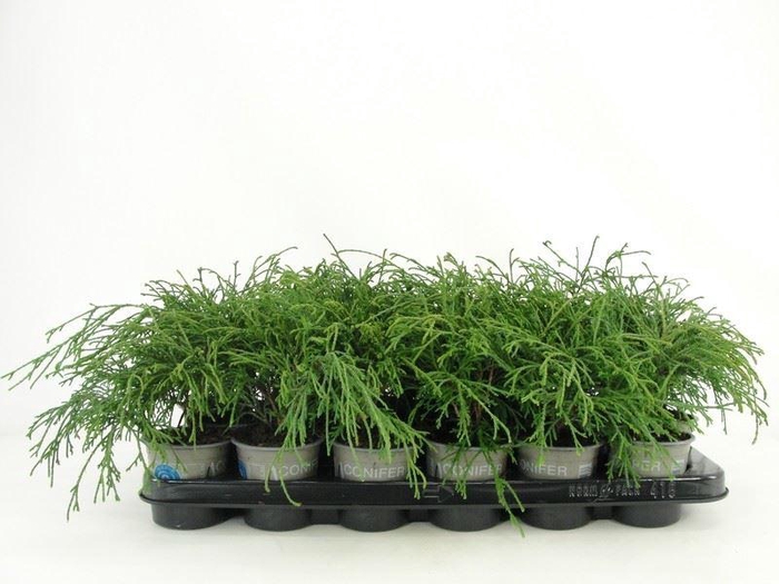 <h4>Chamaecyparis Filifera Na</h4>