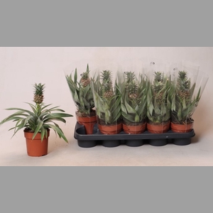 ANANAS MI AMIGO