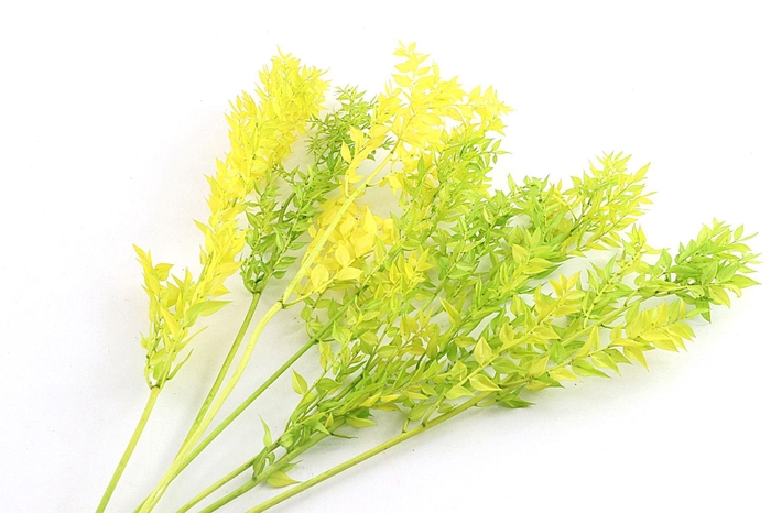 Ruscus Preserved Green Spring