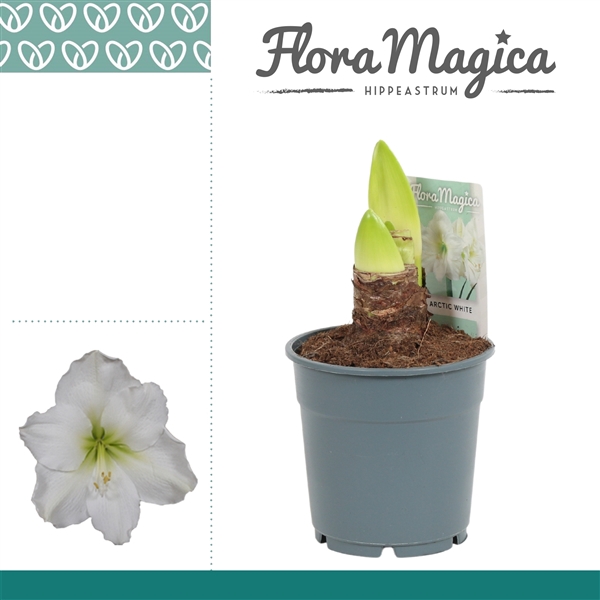 <h4>Hippeastrum Arctic White 2 Knop</h4>