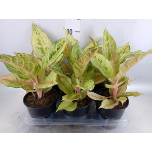 Aglaonema   ...