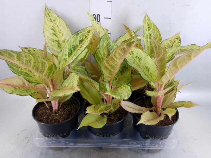 <h4>Aglaonema   ...</h4>