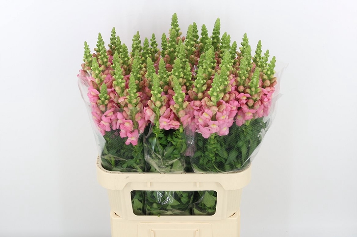 <h4>Antir Antibes Costa Li Rose</h4>