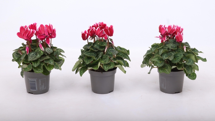 <h4>Cyclamen Fantasia Magenta Fonce 9 cm</h4>