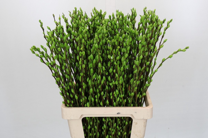 <h4>Salix Caprea Snow Flake P. Apple Green</h4>