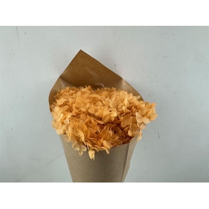 Pres Hydrangea Soft Salmon Bunch