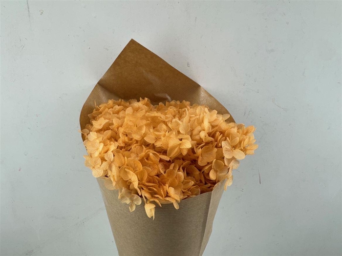 <h4>Pres Hydrangea Soft Salmon Bunch</h4>