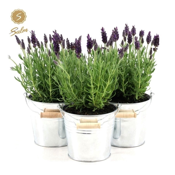 Lavandula st. 'Anouk'® Collection P12 in Zinc Old-Look