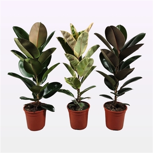 Ficus elastica MIX P21 3 soorten