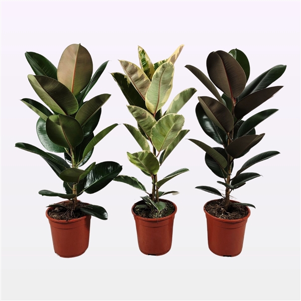 <h4>Ficus elastica MIX P21 3 soorten</h4>