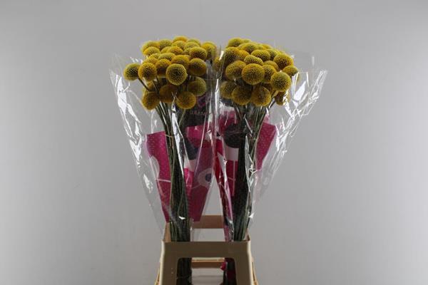 <h4>Craspedia Paint Pop</h4>