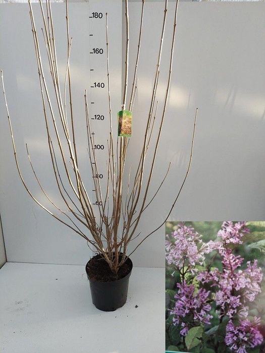 <h4>SYRI JOSIKAEA</h4>