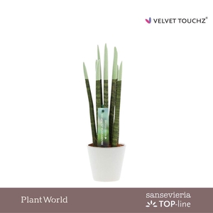 Sansevieria VELVET TOUCHZ® Pastel Groen In Rotterdam keramiek