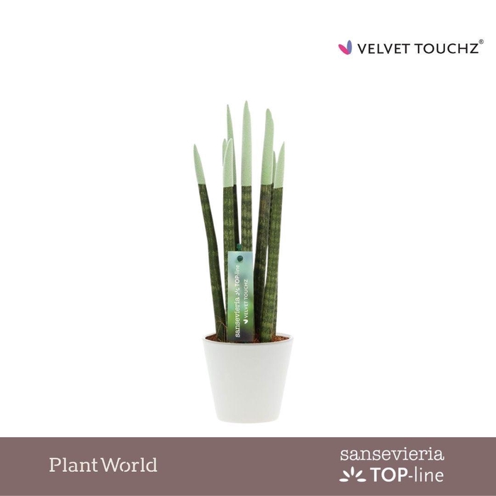 <h4>Sansevieria VELVET TOUCHZ® Pastel Groen In Rotterdam keramiek</h4>